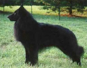 Belgian Sheepdog