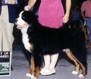 Bernese Mountain Dog