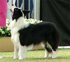 Border Collie