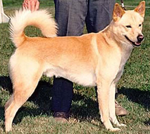 Canaan Dog