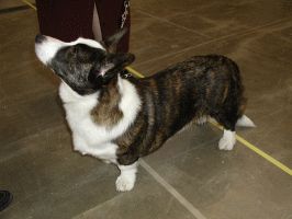 Cardigan Welsh Corgi