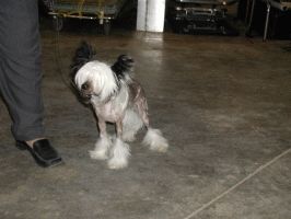 Chinese Crested Dog