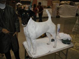 Smooth Fox Terrier