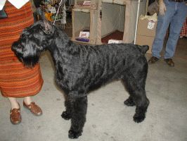 Giant Schnauzer