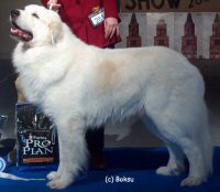 Great Pyrenees