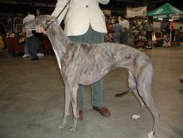 Greyhound