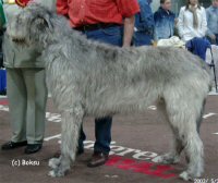 Irish Wolfhound