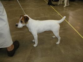 Jack Russell Terrier