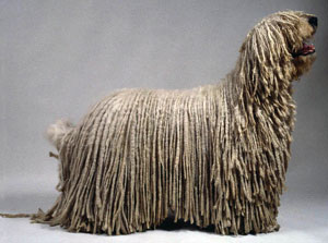 Komondor