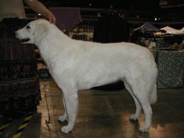 Kuvasz