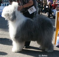 Old English Sheepdog