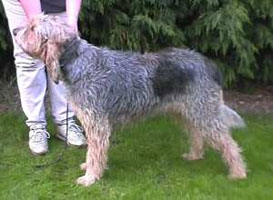 Otterhound