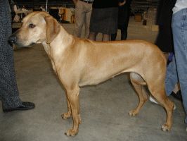 Rhodesian Ridgeback