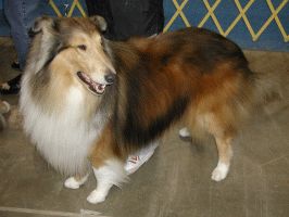 Collie