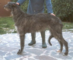 Scottish Deerhound