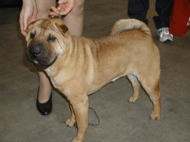 Chinese Shar-Pei