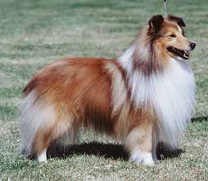 Shetland Sheepdog