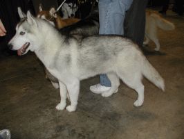 Siberian Husky