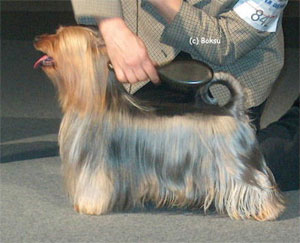 Silky Terrier