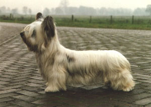 Skye Terrier