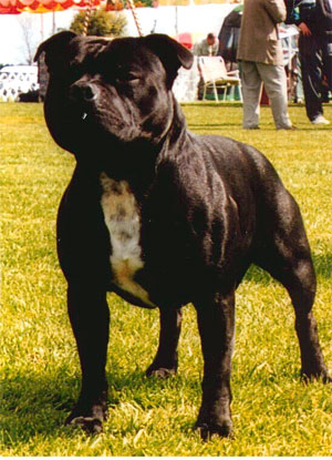 Staffordshire Bull Terrier