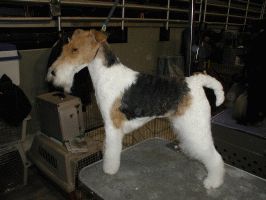 Wire Fox Terrier