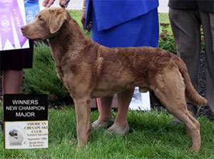 Chesapeake Bay Retriever