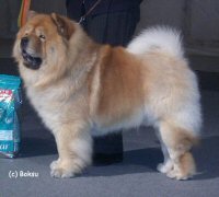 Chow Chow