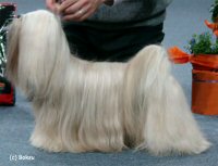 Lhasa Apso