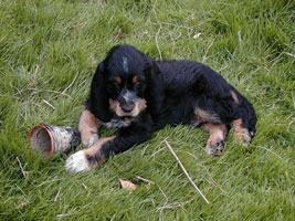 Otterhound