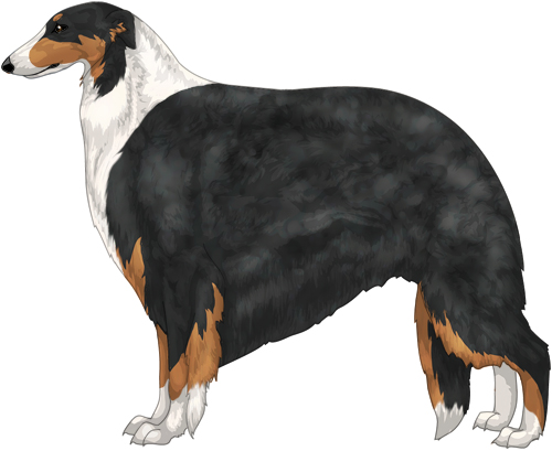 Borzoi