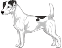 Jack Russell Terrier Color Genetics