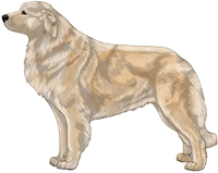 Estrela Mountain Dog Color Genetics