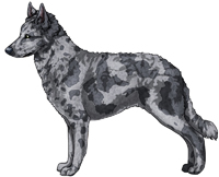 Mudi black merle sales