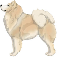 Biscuit samoyed sales