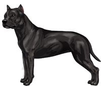 american staffordshire black