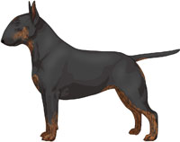 black and tan bull terrier