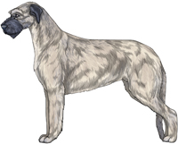 Download Color Pics for Irish Wolfhound