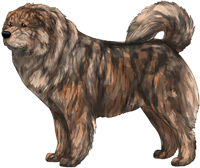Caucasian sales shepherd colors