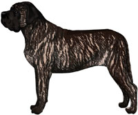 Reverse sales brindle mastiff