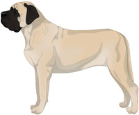 Mastiff