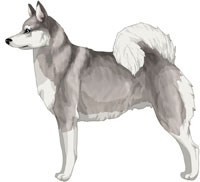 Alaskan Klee Kai Dog Breed Information - Showsight