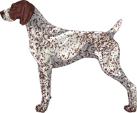 german shorthaired pointer liver and roan