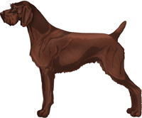 german wirehaired pointer liver