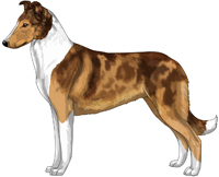 Collie Color Genetics