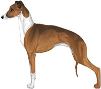 Red and sales white italian greyhound