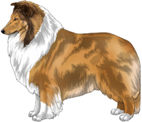 Collie