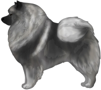 Keeshond