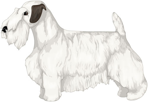 Sealyham Terrier