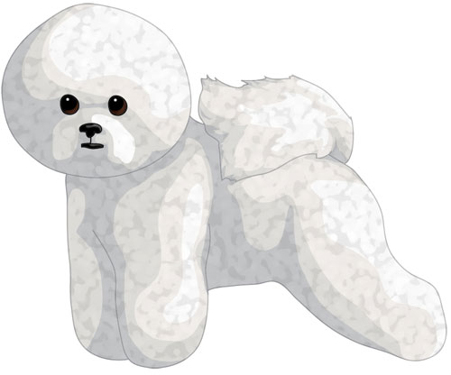 Bichon Frise